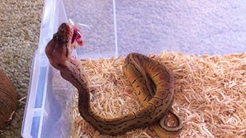 LEMON BLAST BALL PYTHON FEEDING