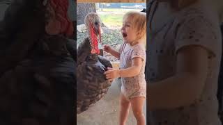 I think this turkey is going to be saved on thanksgiving😍🥲 #animals #turkey #shorts #fyp