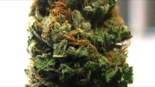 Tangerine OG
