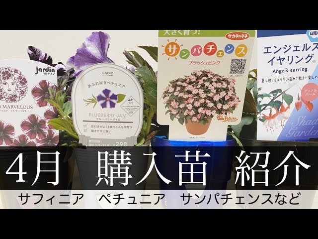 jam jam様 4苗 Introduction and explanation of the flower seedlings