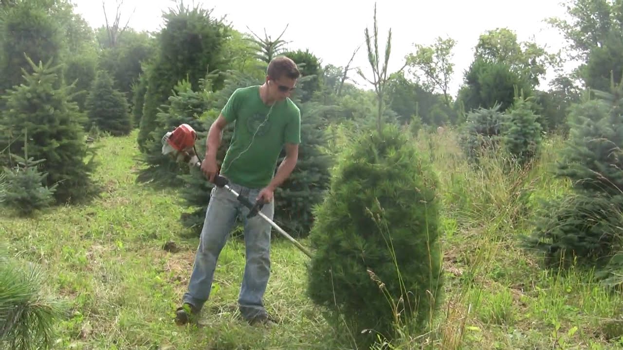 CUTTING WEEDS ON A CHRISTMAS TREE FARM YouTube