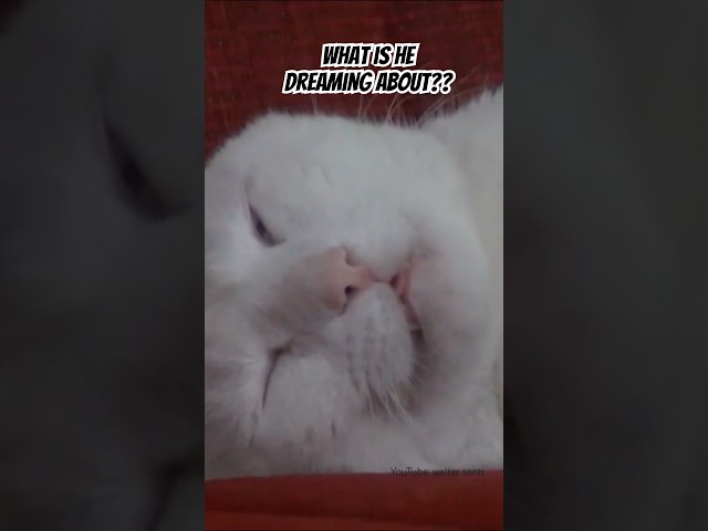 What is he dreaming about?? #cats #cat #shorts #waltersanti