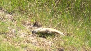 Fish kill reported at Galt Preserve in St. James City