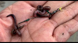 Two hooks rig with earthworms live bait