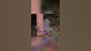PENAMPAKAN YANG KATANYA “RAJA TUYUL”😱 #trending #shorts #creepy #misteri #hantu #jin #ghost