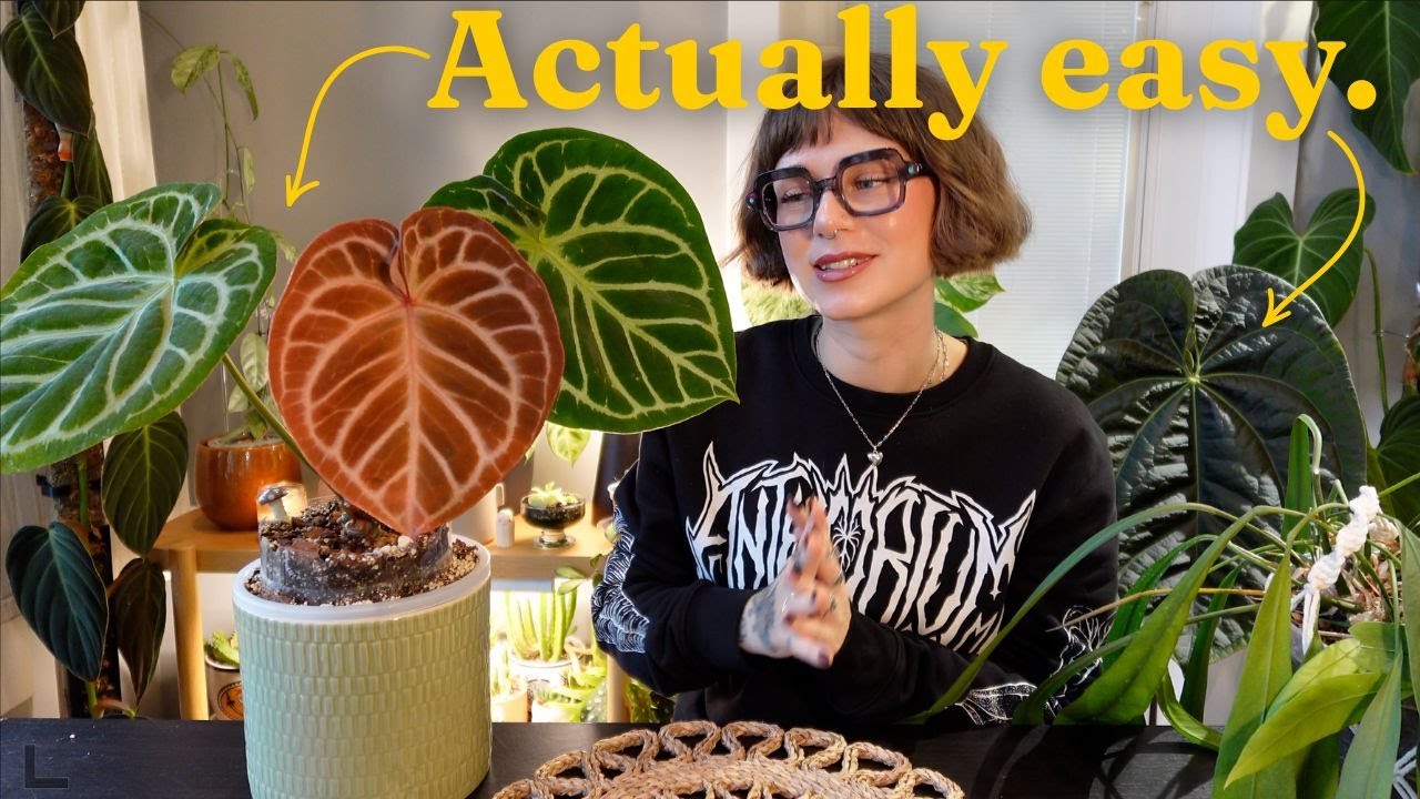 anthurium beginners start here 🌿🖤 top 5 easy anthurium to grow in ambient conditions