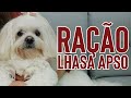 Melhor Ração Para Cachorro (Lhasa Apso)