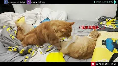 母猫被霸王硬上弓交配！小柑猫生全记录！ - 天天要闻