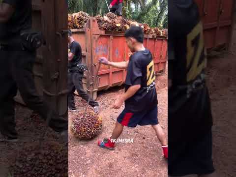 Where to find The RED CURTAINS in Avatar World #pazu #avatarworld #avatarworldhousemaker