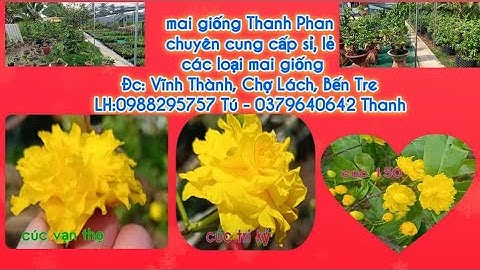 Mai cúc vạn thọ cánh xoăn,mai nữ hoàng kem cây làm giống.150k/cây.2 cây bao ship.0379640642...30/11
