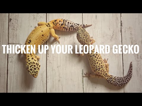 Video: Labis Na Pagbaba Ng Timbang Sa Geckos - Skinny Tail Sa LIzards