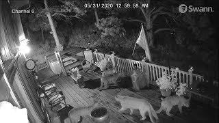 Mountain Lion Family's Late Night Visit || ViralHog