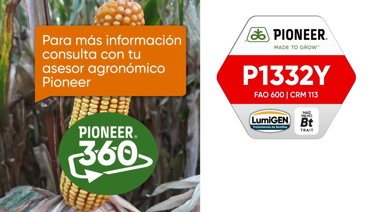 Maíz Pioneer 1332Y