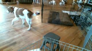 Ruby Litter 1 5/10/16 AM
