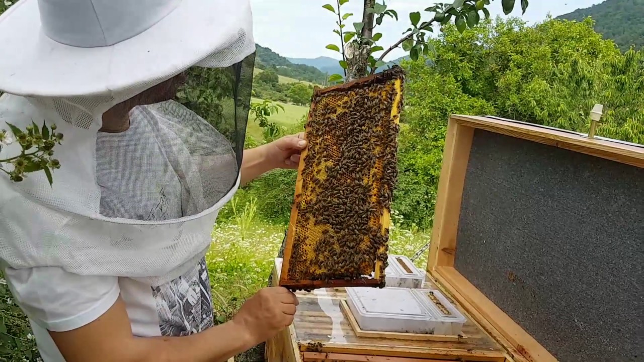 Arıcılık Dört Bölmeli Koloni Destek Kovanı