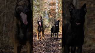 Positions À Distance - Zed & Vylka