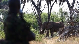 Poaching in Kenya: action needed to save elephants Poaching in Kenya: action needed to save elephants
