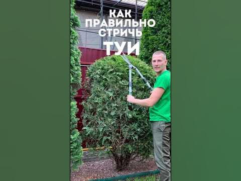 Как стричь туи - YouTube