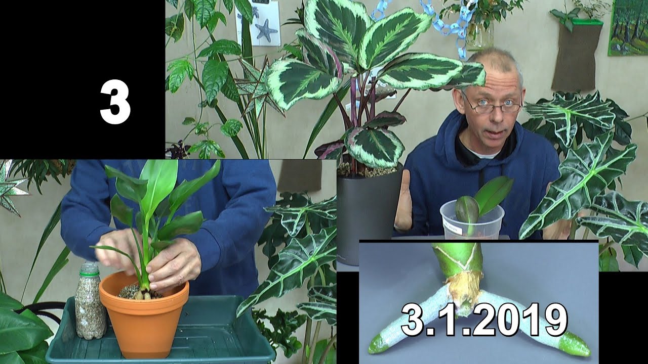 Pflanzen im Zimmer, neues entdecken umtopfen gießen und düngen Strelitzie Ginkgo Chili Alocasia und