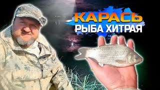 видео: Карась, рыба ХИТРАЯ картинка: Карась, рыба ХИТРАЯ