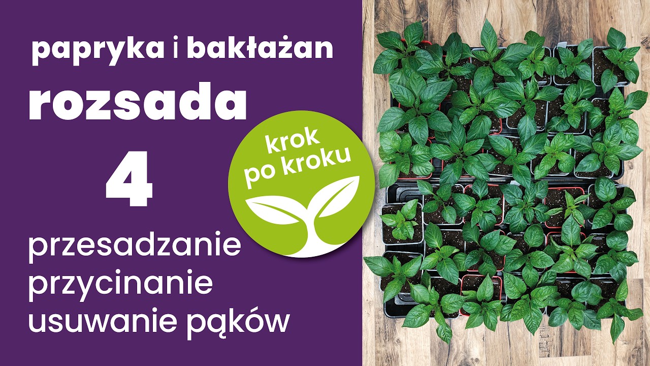 Papryka i bakłażan KROK PO KROKU część 4 – przycinanie papryk, ucinanie pąków, mikoryza