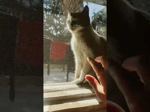 اكلت قتلة من قطاطي قبل التصويير