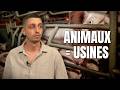 Des animaux usines