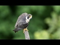 Peregrine falcon calling  nj