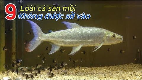 9 loài cá săn mồi bạn không nên đụng vào.