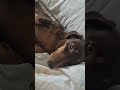 99% angel dachshund #dachshund #doxie #dachshundlife