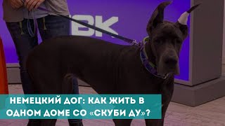 Немецкий дог: как жить в одном доме со «Скуби Ду»?