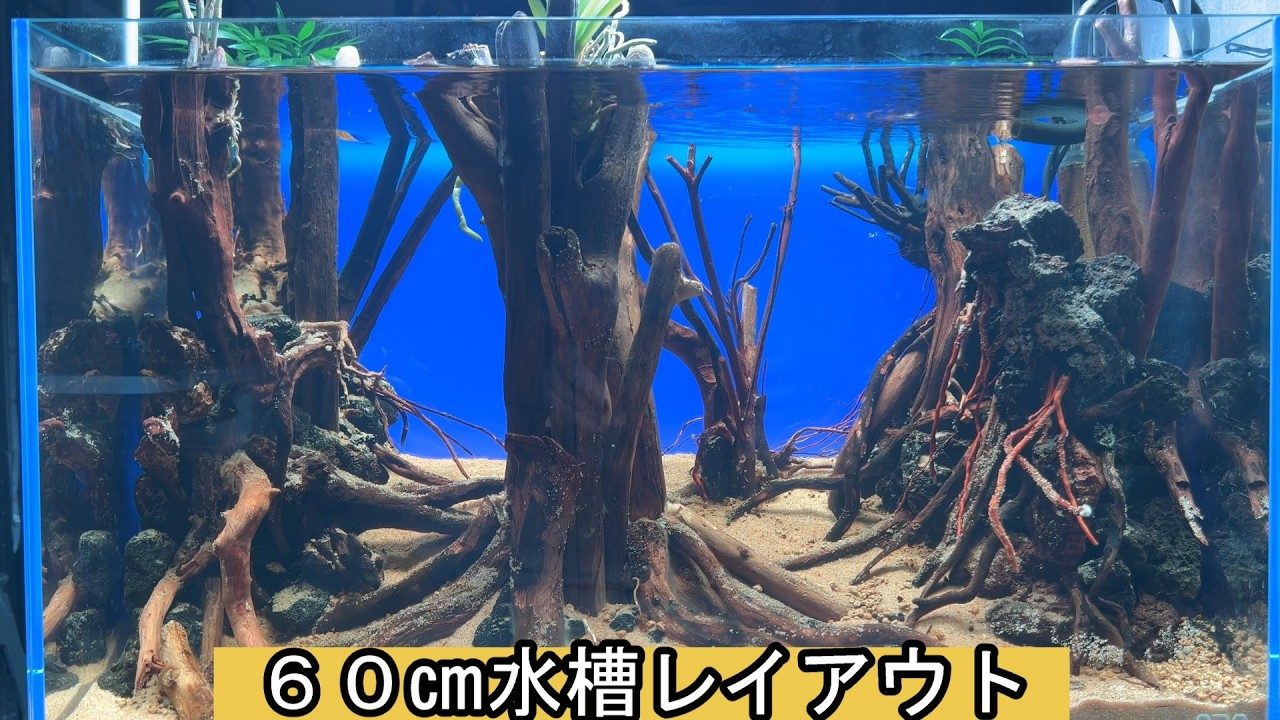 新しい60㎝水槽のレイアウト - YouTube