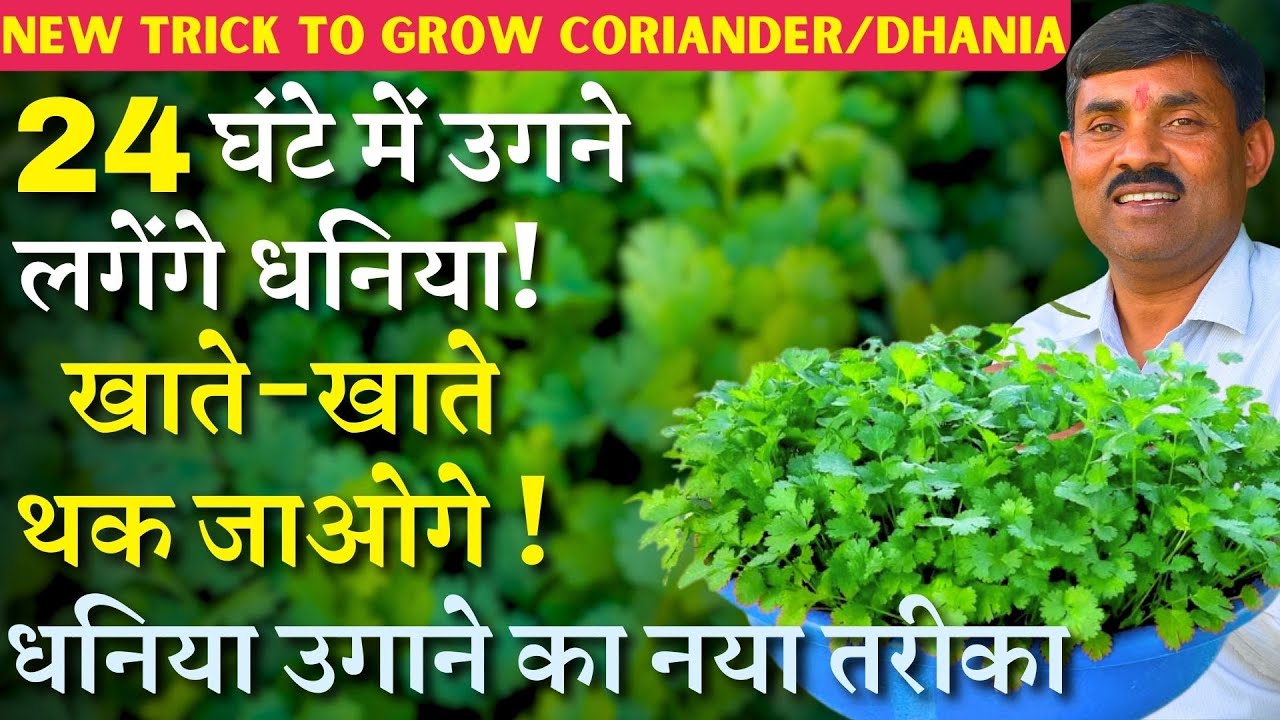 24 घंटे में उगने लगेंगे धनिया || धनिया उगाने का नया तरीका || New Trick to Grow Coriander/Dhania 🌿