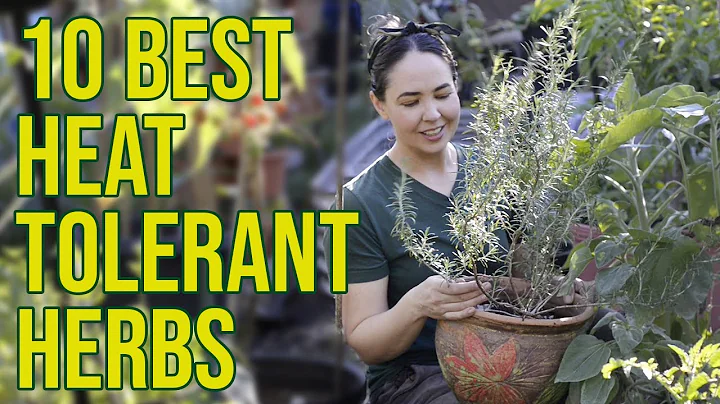 Florida Herb Garden: 10 Herbs That Will Thrive in Your Backyard