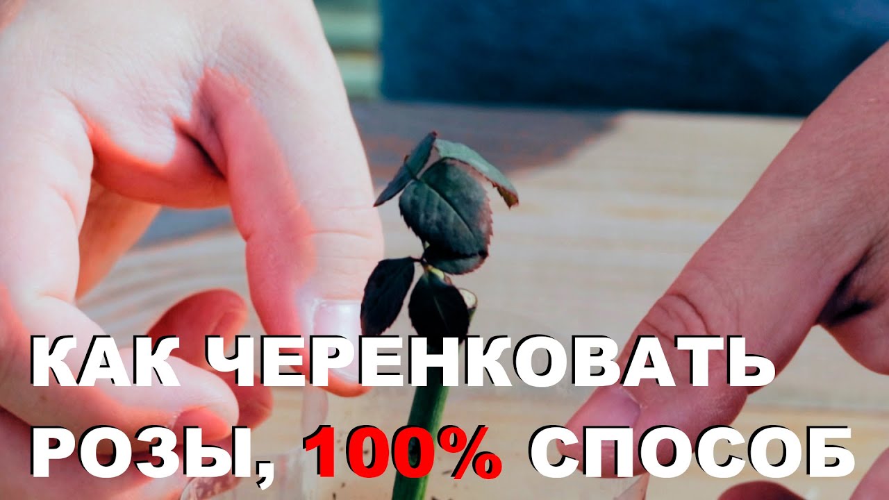 Как черенковать калину