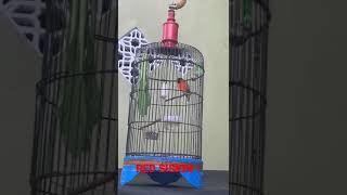 Download Mp3 Kicau burung  REDSISKIN Gudang lagu Download Mp3 Kicau burung  REDSISKIN