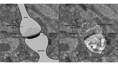 CARTA: Domestication and Evolution-Philipp Khaitovich:Neotenous Genes in the Developing Human Brain