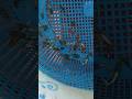 imported guppy fish price update #aquarium #fishseller#viralvideo #fish #fishaquarium #fishtank