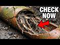 Tree Roots Are Destroying Your Sewer Line Right Now — Here's How to Know Before It's Too Late