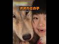 オオカミって、恐ろしい獣じゃないの？ #animals #自然 #動物