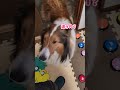 散歩拒否!?「NOまま」って言いながらごはんを要求する犬が天才すぎる【会話ボタンでしゃべる犬】 #shorts #犬