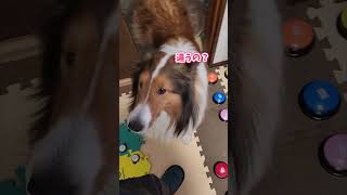 散歩拒否!?「NOまま」って言いながらごはんを要求する犬が天才すぎる【会話ボタンでしゃべる犬】 #shorts #犬