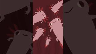 Vídeo de Axolotl