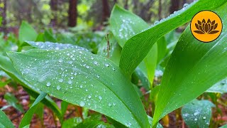 Sounds of rain and birdsong for relaxation and rest. 3 hours of nature sounds. by Valley of Dreams 319 views 10 months ago 3 hours, 4 minutes