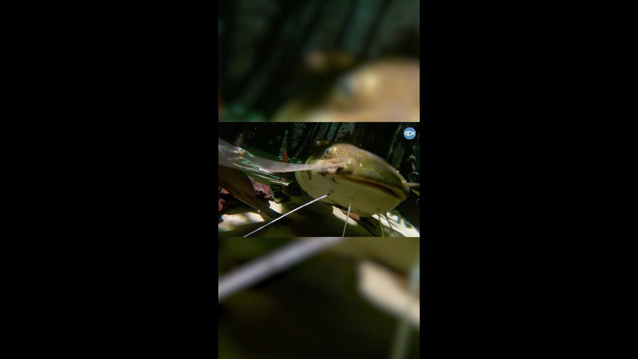 Redtail Catfish Feeding