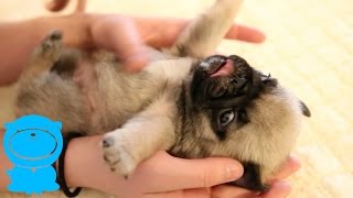 Pug Puppy Belly Rub
