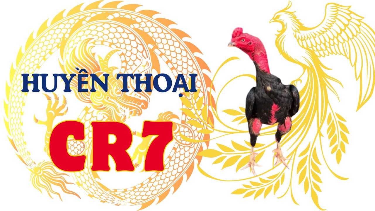 Tía C R 7 Hải Phòng: Huyền Thoại Gà Chọi Việt Nam - Chặng Đường Vươn Tới Vinh Quang và Di Sản Vĩ Đại