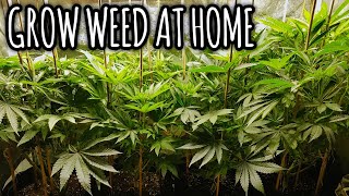 MY FIRST 🥦 GROW!!!