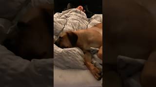Boerboel Molly Caring for  her unwell Owner