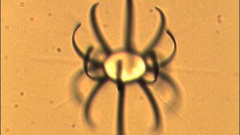 Vanadium dioxide microgripper